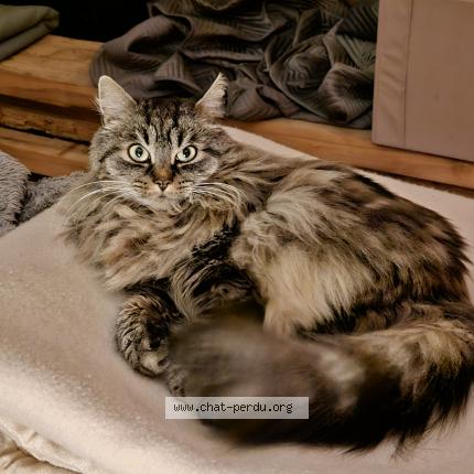 Photo de chat perdu à Strasbourg