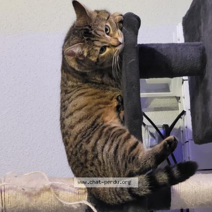 Photo 1/1 Nenette Chat perdu à Roye