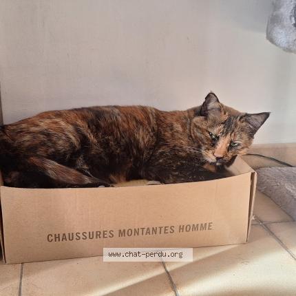 Photo de chat perdu à Istres