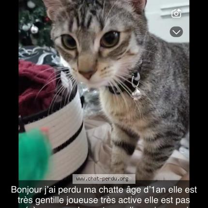Photo de chat perdu à Chelles