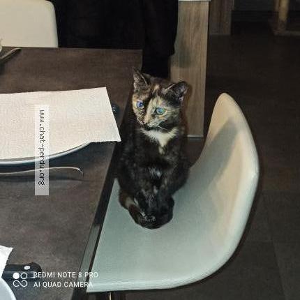 Photo de chat perdu à Lexy