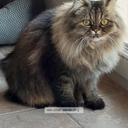 Photo 1/1 Thalie Chat perdu à Gonfaron