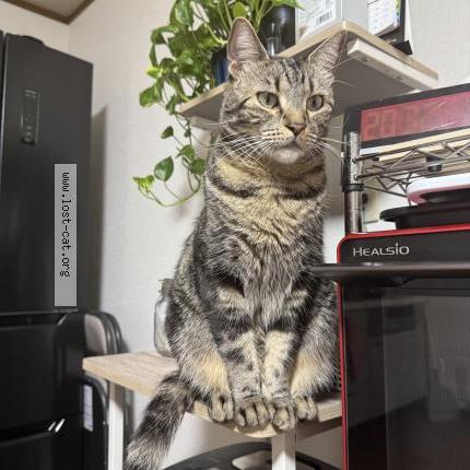 Photo 1/1 Mikka Chat perdu à Fujinomiya