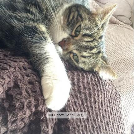 Photo de chat perdu à Solbach