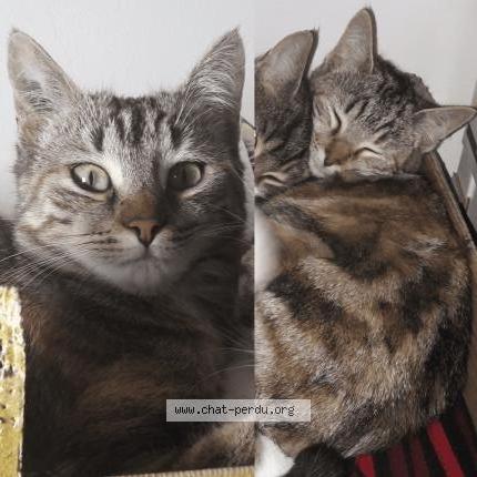 Photo 1/1 Baghera Chat perdu à Fuveau