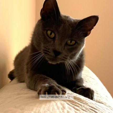 Photo 1/1 Macha Chat perdu à Serres