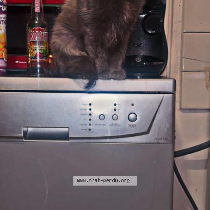 Photo 1/1 venus Chat perdu à Luneville