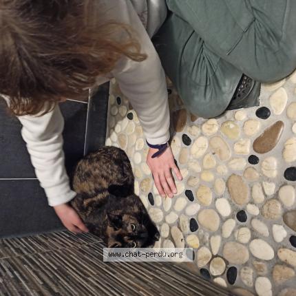 Photo 1/1 Chat retrouvé Perdu à Charvieu