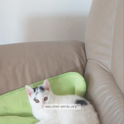 Photo 1/1 ULLY Chat perdu à Fougerolles du plessis