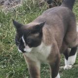 Photo de chat perdu à Pougny