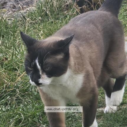Photo 1/1 Chat retrouvé Perdu à Pougny