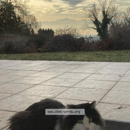 Photo de chat perdu à Neuilly Crimolois