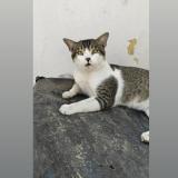 Photo de chat perdu à Roorkee