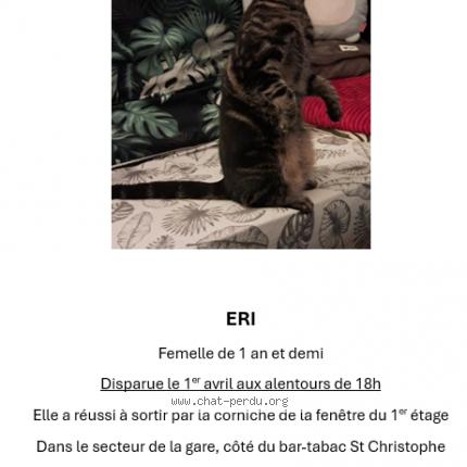 Photo 1/1 Chat retrouvé Perdu à Lorient