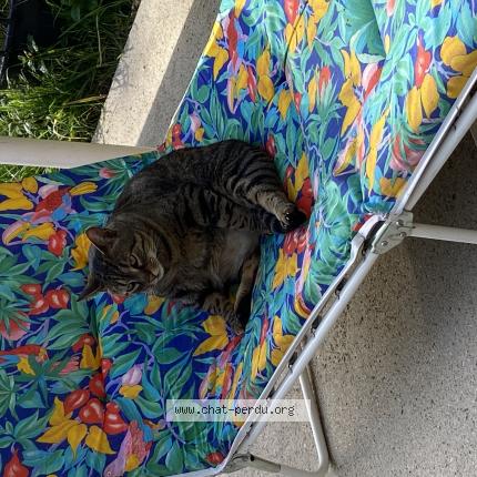 Photo 1/1 Lalou Chat perdu à Saint vincent sur graon