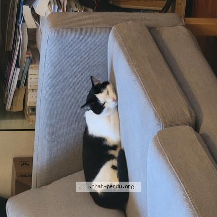 Photo 1/1 PANDA Chat perdu à Montpellier