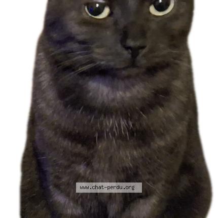 Photo de chat perdu à Saint Martin Boulogne