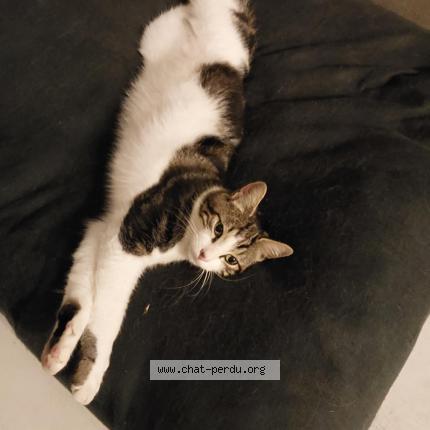Photo de chat perdu à Germond Rouvre