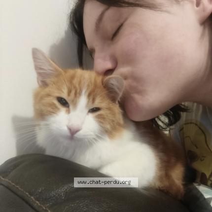 Photo 1/1 Chat retrouvé Perdu à Montdidier