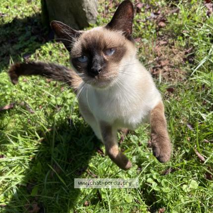 Photo de chat perdu à Cormelles Le Royal