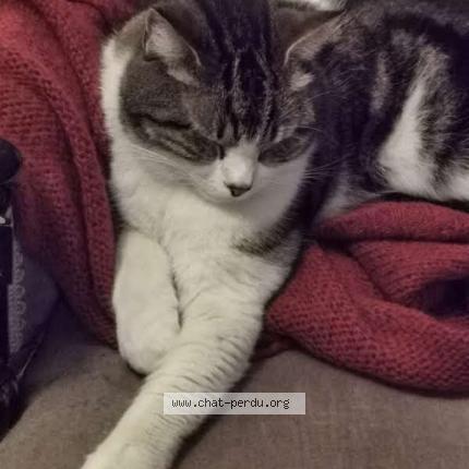 Photo 1/1 Rue de la Magnanerie Chat perdu à Lunel