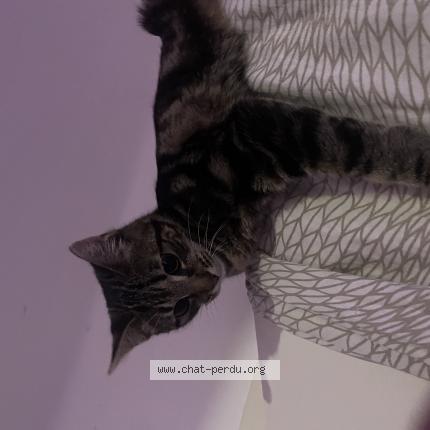 Photo 1/1 Chat retrouvé Perdu à Toulouse
