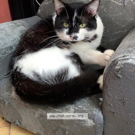 Photo de chat perdu à Breuillet