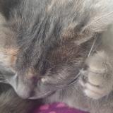 Photo de chat perdu à Ychoux