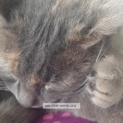 Photo 1/1 Chat retrouvé Perdu à Ychoux