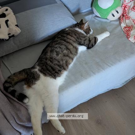 Photo de chat perdu à Mondonville