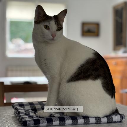 Photo de chat perdu à Hendaye