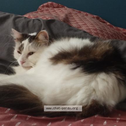 Photo de chat perdu à Lille