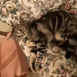 Photo de chat perdu à Le Mans