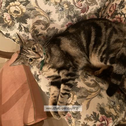 Photo 1/1 Chat retrouvé Perdu à Le mans