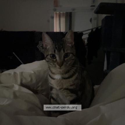 Photo 1/1 Rafale Chat perdu à Grenoble