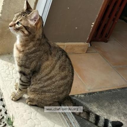 Photo 1/1 SIM Chat perdu à Morthemer