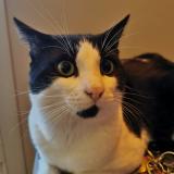 Photo de chat perdu à Sartrouville