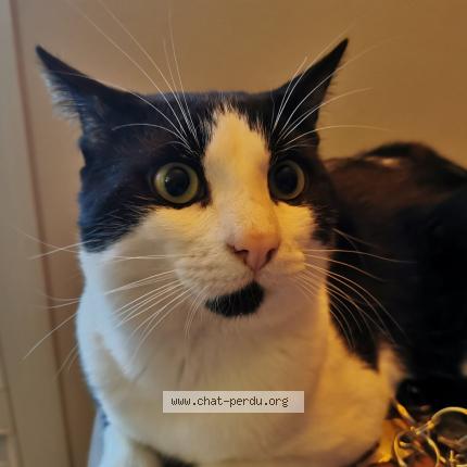 Photo 1/1 Chat retrouvé Perdu à Sartrouville