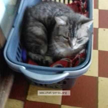 Photo de chat perdu à Doingt Flamicourt