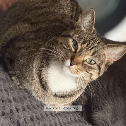 Photo de chat perdu à Franconville