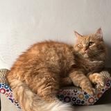 Photo de chat perdu à Sector 107 Noida