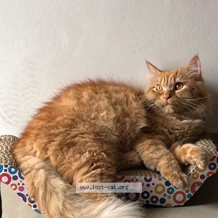 Photo 1/1 Oggie Chat perdu à Sector 107 noida