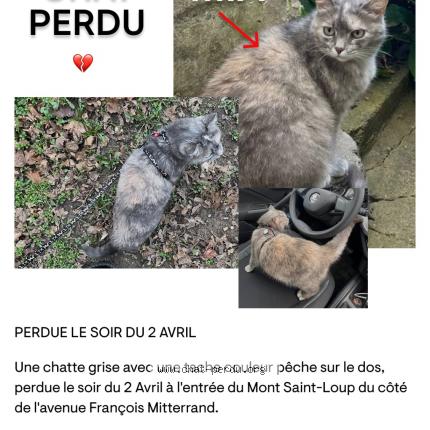 Photo de chat perdu à Agde