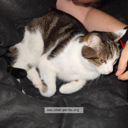 Photo 1/1 Louna Chat perdu à Brenouille