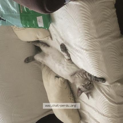 Photo 1/1 Vasco Chat perdu à Coutras