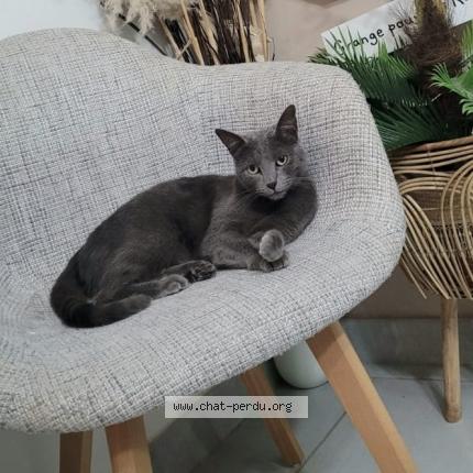 Photo 1/1 Bouh Chat perdu à Sarrigne