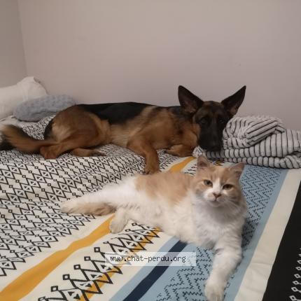 Photo 1/1 Cooky Chat perdu à La tremblade