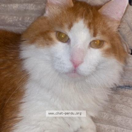 Photo 1/1 Mangot Chat perdu à Le gua a souhe