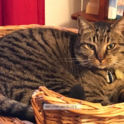 Photo 1/1 Polochon Chat perdu à Irodouer