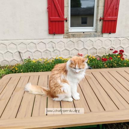 Photo 1/1 Chat retrouvé Perdu à Brest